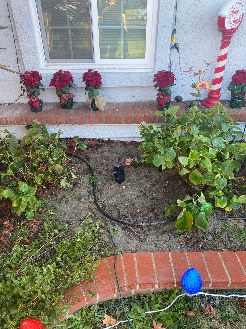 Garden area with poinsettias, green plants, and Christmas lights near a window.